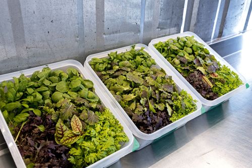 Harvested lettuce and herb plants in three transport boxes.