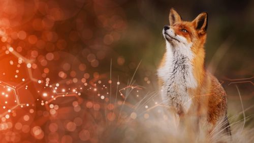 Teaserbild von dem Artikel: Produktionsplanung optimieren mit KI – wie schlau!. Der ultimative SchlauFOX-Tipp: Auf Factory Optimization Excellence setzen und von ganzheitlicher KI-basierter Fertigungsplanung profitieren!