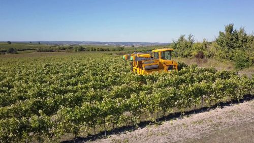 Imagen destacada del artículo: Informe de aplicación: Gregoire. Vendimia automática con ifm