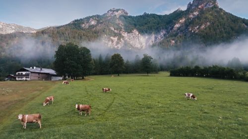 Teaser image of the article: The Berchtesgadener Land dairy. Robust temperature sensors from ifm ensure high product quality in the food industry