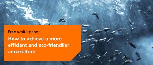 ifm whitepaper for efficient and eco-friendlier aquaculture and Fishes in the water
