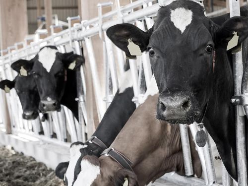 Imagen destacada del artículo: Sostenibilidad: eficiencia en el proceso de ordeño y bienestar animal. 