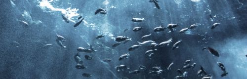 產品預告圖： 宜福門水產養殖過程解決方案. 宜福門水產養殖過程解決方案